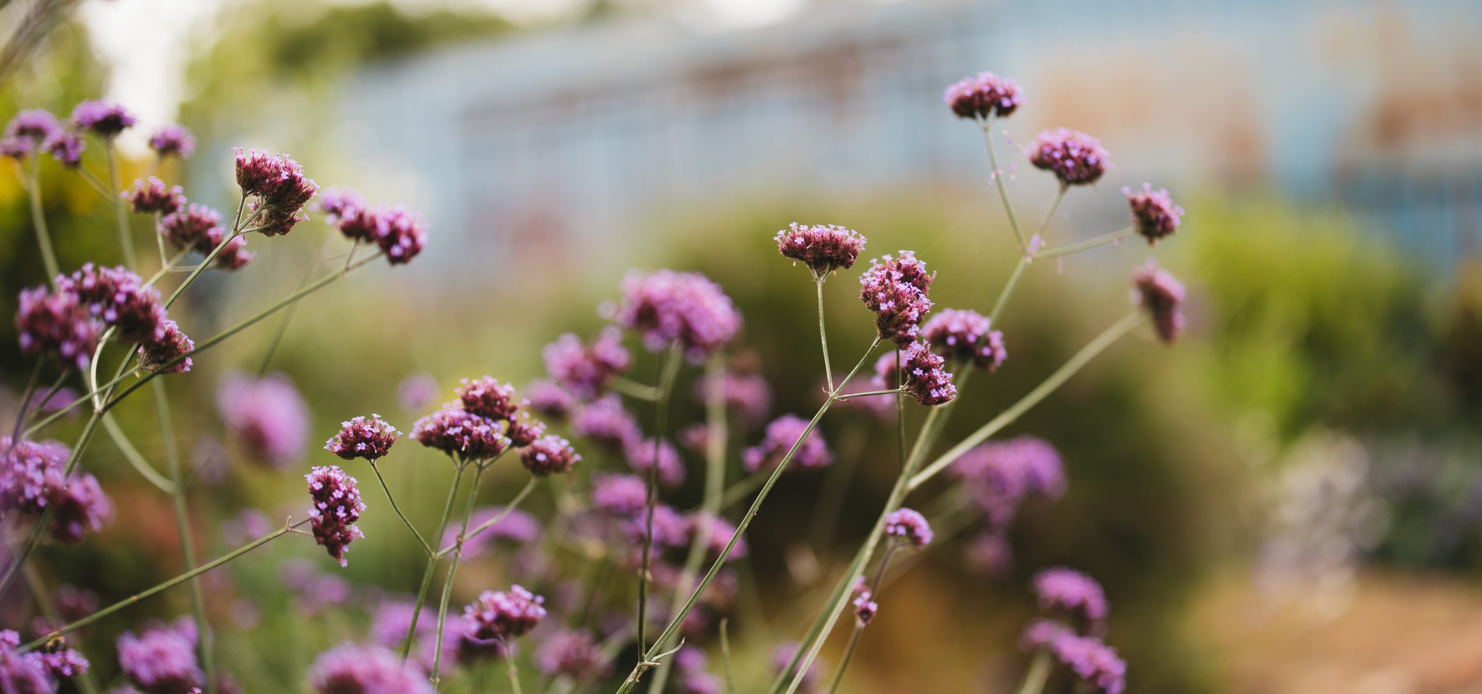 Flowers at Huntsmill Farm